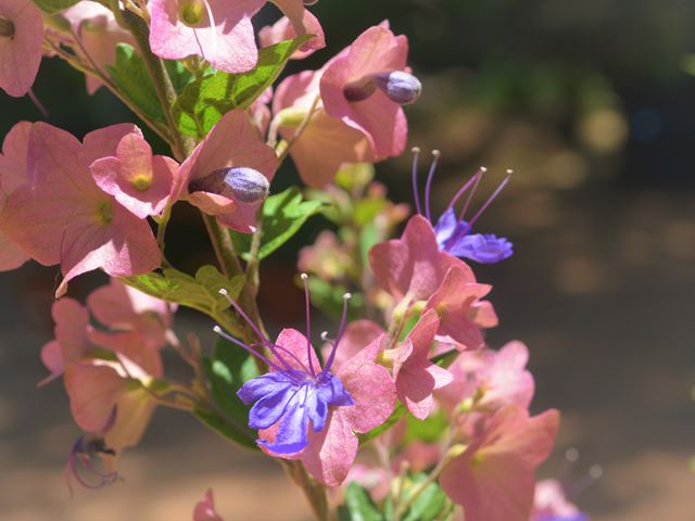 Karomia speciosa  flowers